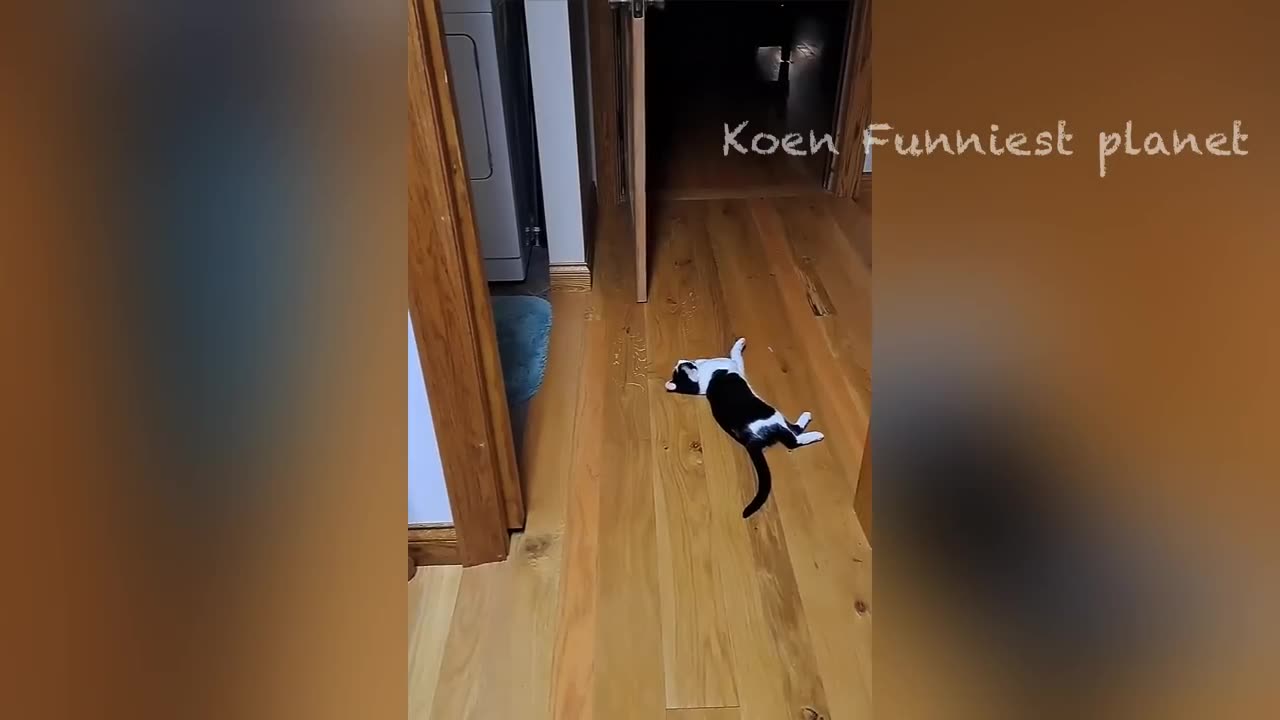 funny animals moment