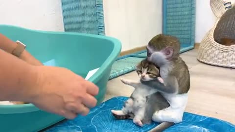 "Mom it is my kitten! "baby monkey Susie is worried and does not give kitten, hugging him