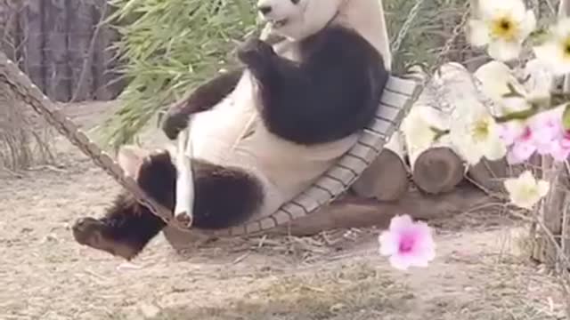 Lovely panda, you look so cute, ak