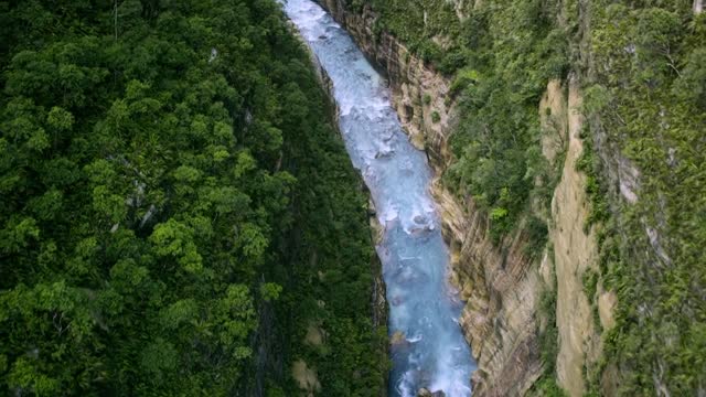 video drone forest