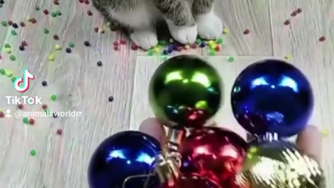 Catalover cute cats amazing video