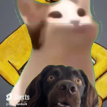 Surprise dog vs popcat