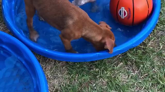 Little dog trying new tricks for his circus tryouts