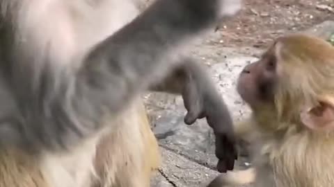 CUTE MONKEYS🥰