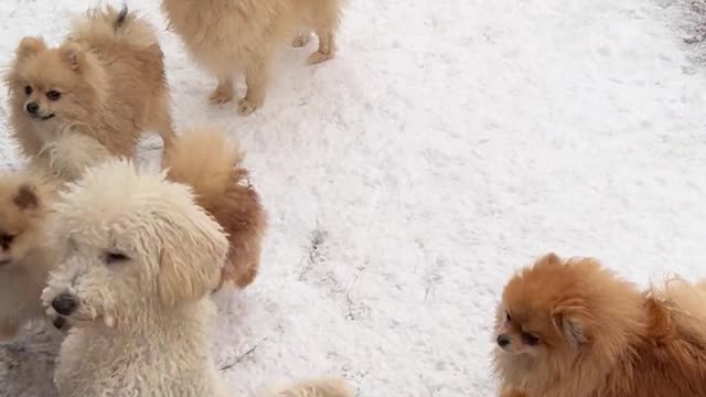 Cute dogs playing