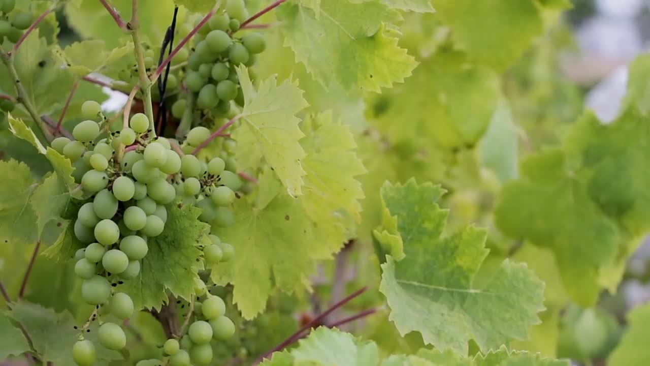 Beautiful green grapes