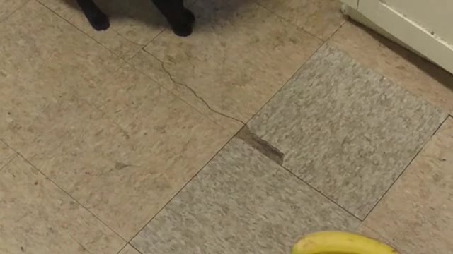 Black cat knocks banana off of counter