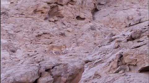 Best Lion Moments Part 2 | Top 5 | BBC Earth