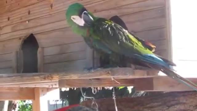 The parrot talks and laughs