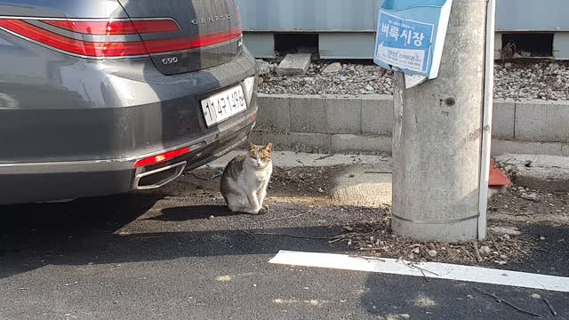 Sad Cat in Market