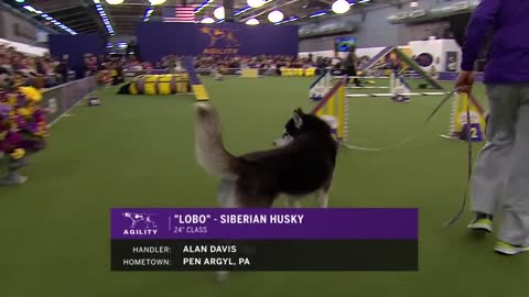 ‘Lobo’ the Siberian Husky goes off script in the 24 inch class of agility competition