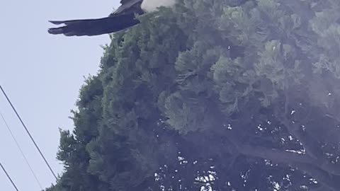 welcome guest magpie
