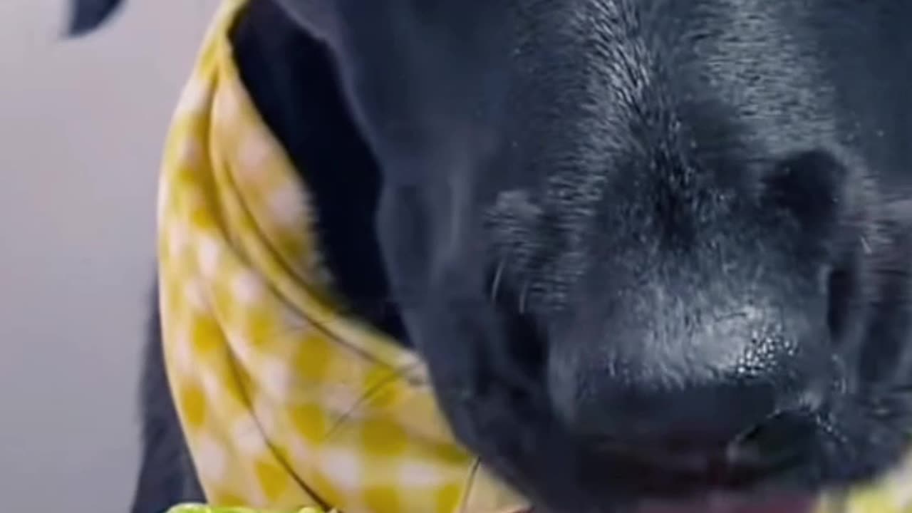 Dog tries to steal food 😔