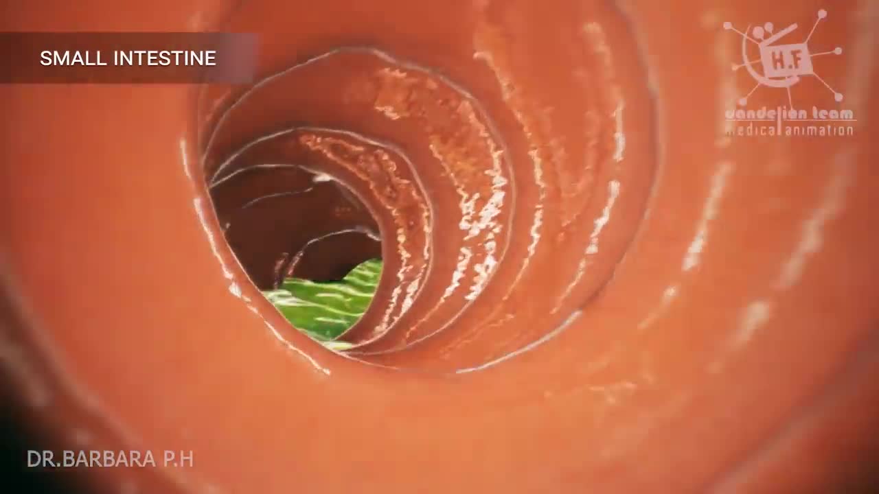 How does your body turn food into the poop Human digestion system_With Voiceover #digestivesystem