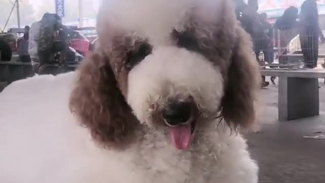 POODLE DOG GIGANTIC CUTEHARRISH ►► #4