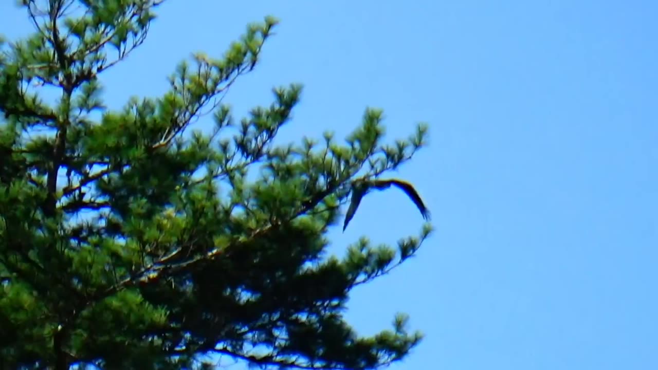 Osprey