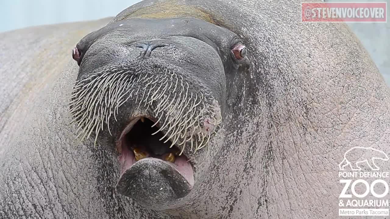 NRA Protestors Channel Their Spirit Animals