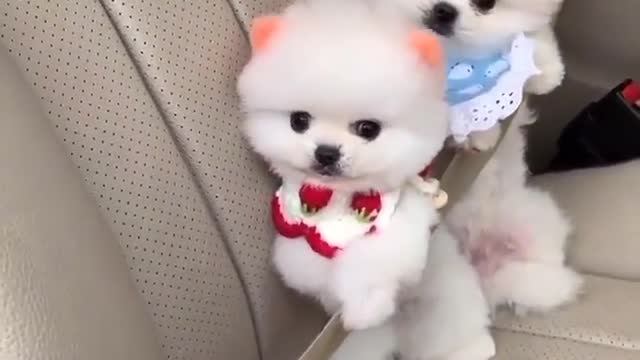 Cute dogs