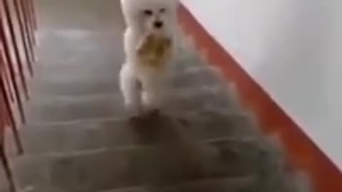 Funny 🤣 dog video