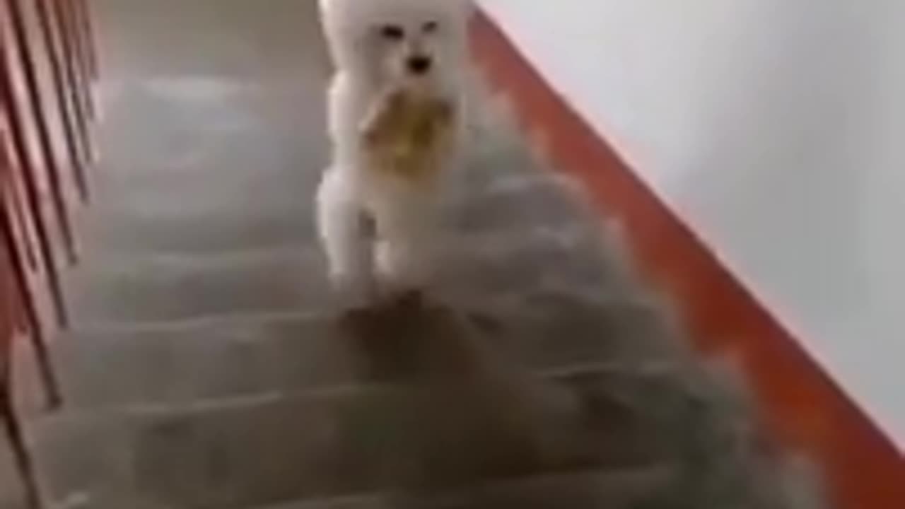 Funny 🤣 dog video