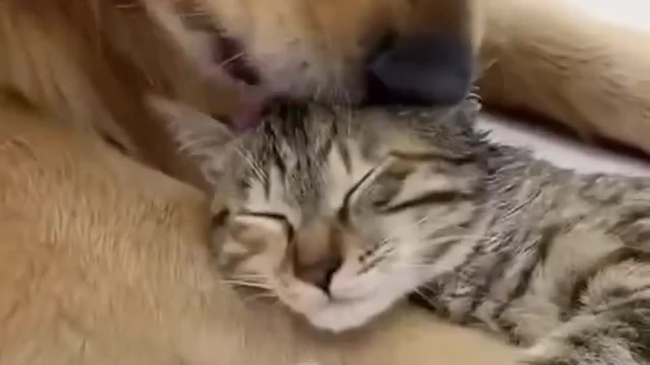 #cat