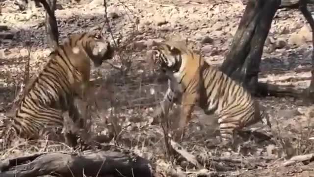 Tigers fighting for leadership.