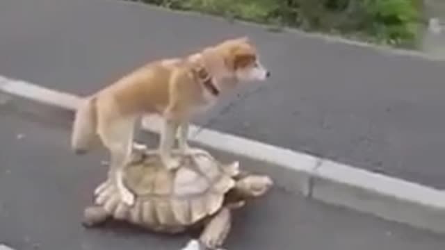 A true Friendship
