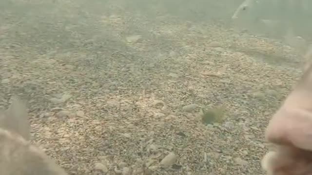 I was swimming in the sea and saw a school of fish