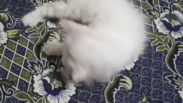 Cute cat enjoy