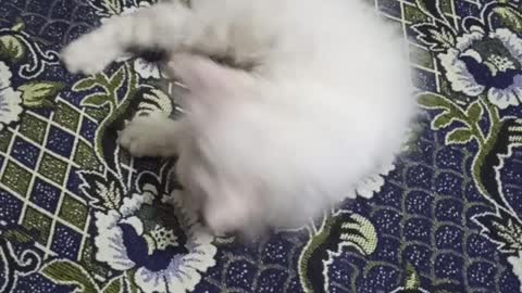 Cute cat enjoy