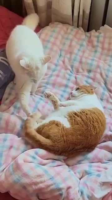 Cute Cat Compliation