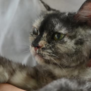 A Cat Being Pet by a Person