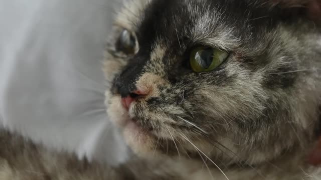 A Cat Being Pet by a Person