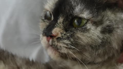 A Cat Being Pet by a Person