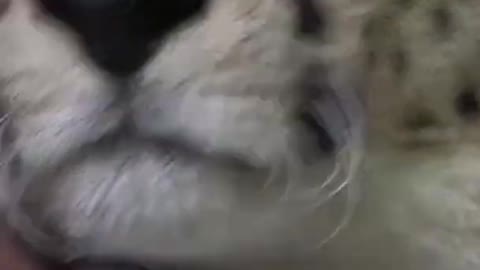 THAILAND- Tigerpark auf Phuket bereitet Wiedererцffnung vor