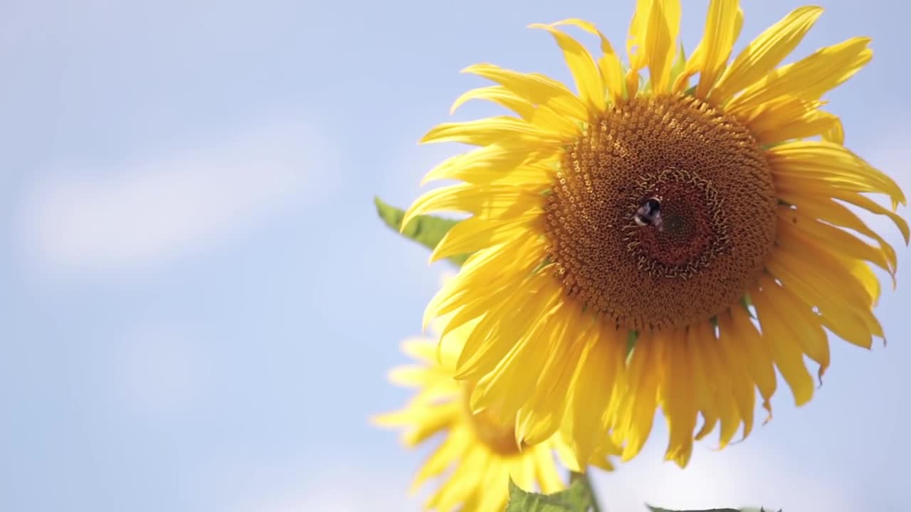 Close-up view of sunflower against the background of the blue sky