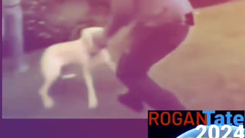 A un perro Nunca se le pega ceaser Milan veterinarian