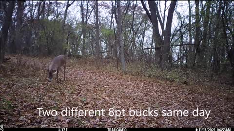 Two bucks, same location