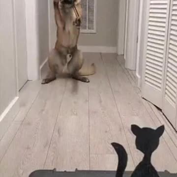 Smart Dog! Target Cat, LOL