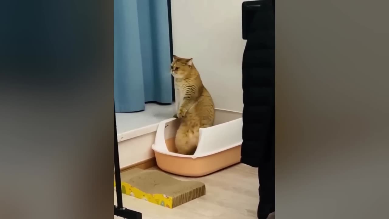 10 Minutes of FUNNY CATS