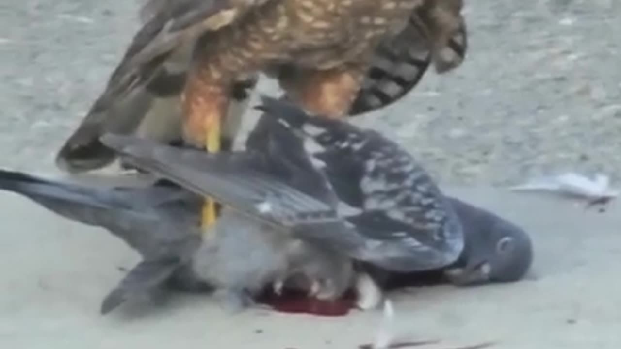 Predator's Feast: Cooper's Hawk Devours Pigeon 🦅🕊️