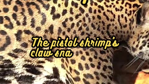 Animal Facts Pistol Shrimp Claw Speed #shorts