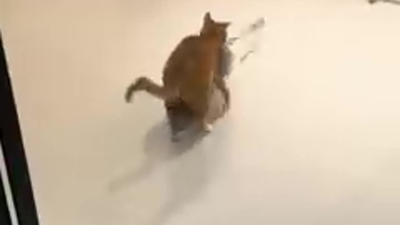 : "Hilarious Animal Antics Compilation 🐾 Funny Dogs, Cats, and More!"