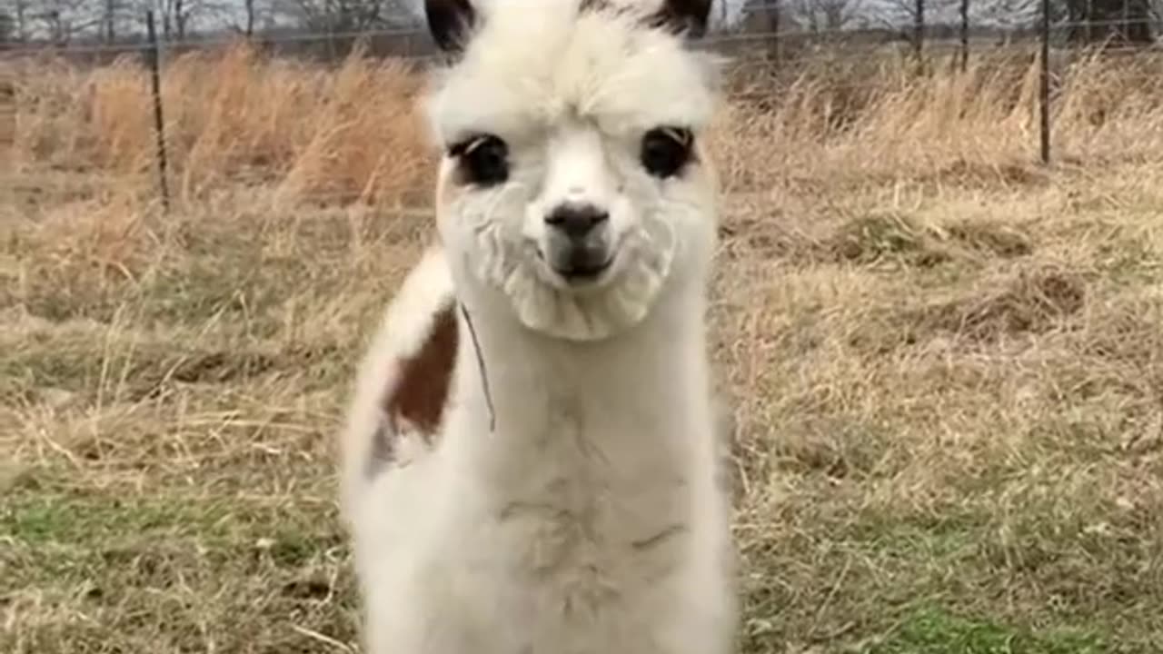 baby alpaca