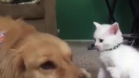Golden Retriever spoils kitten like a parent