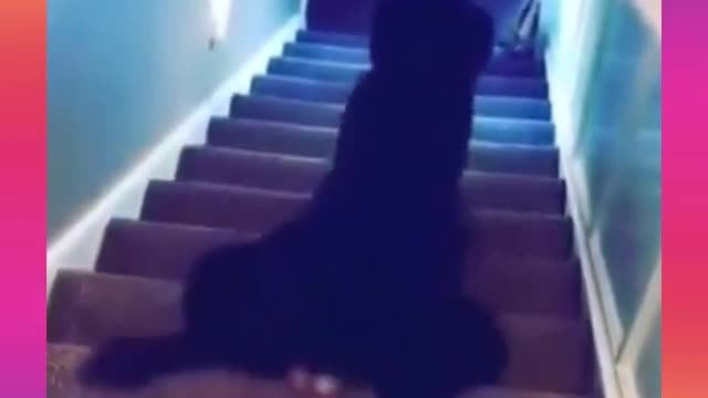 Cute & Funny Dog Videos