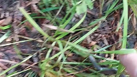 Eastern worm snake