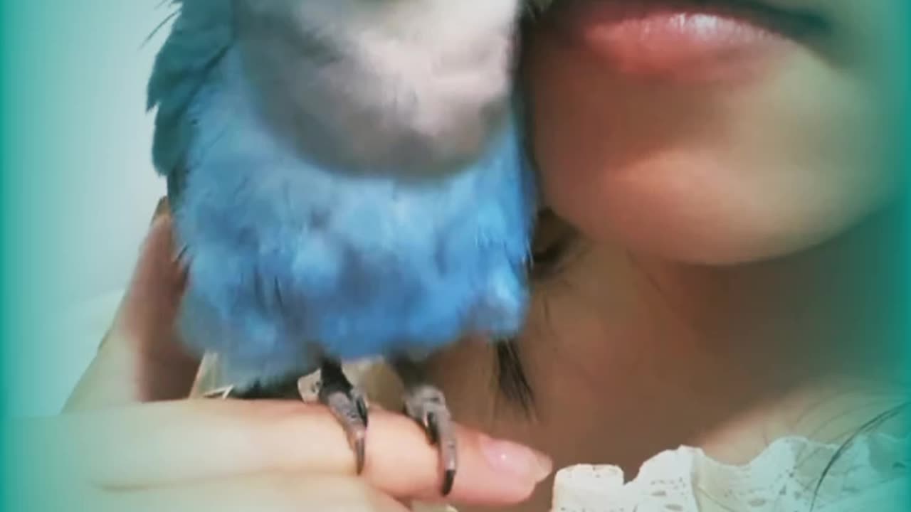 My Love Birds 5 : BLUE ROSICOLI