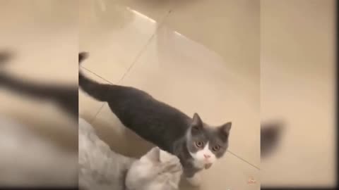 Cute Cat - Funny Video