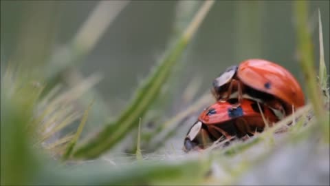 Mating of butterflies